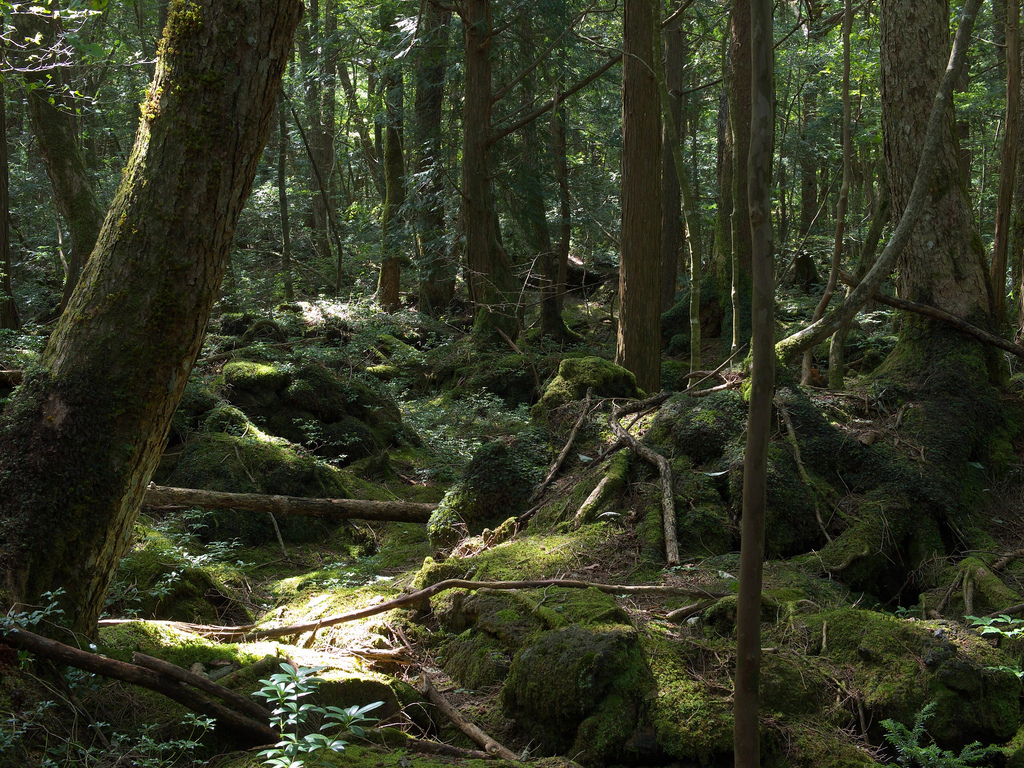 The Aokigahra Forest also known as the Sea of Trees