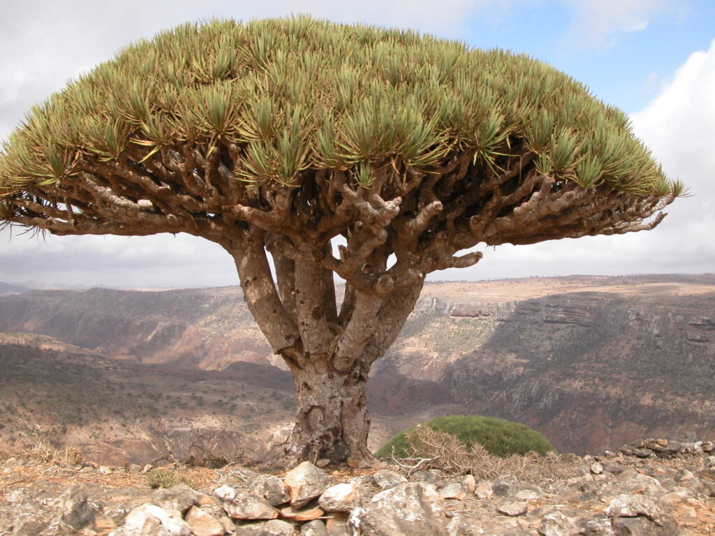 Socotra Archipelago in Yemen, Hadhramaut 1