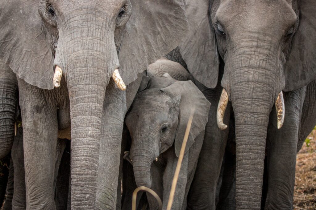 Baby Elephant in between a herd of Elephants.