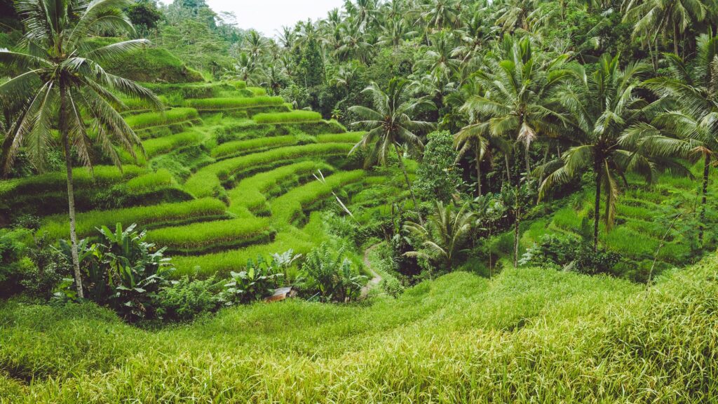 Tegalalang Rice Terrace, Ubud, Bali, Indonesia