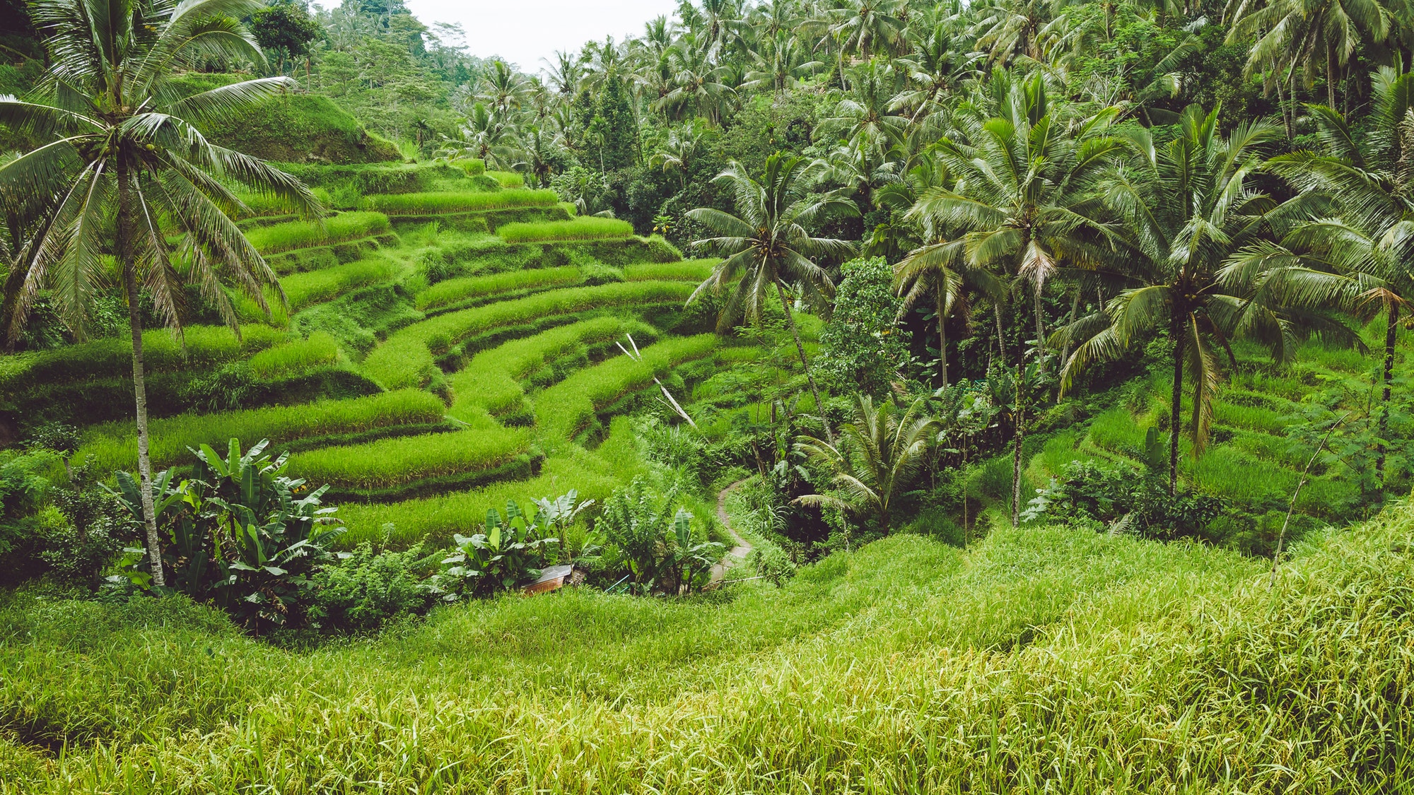 Ubud Indonesia     Bali Places For Tour